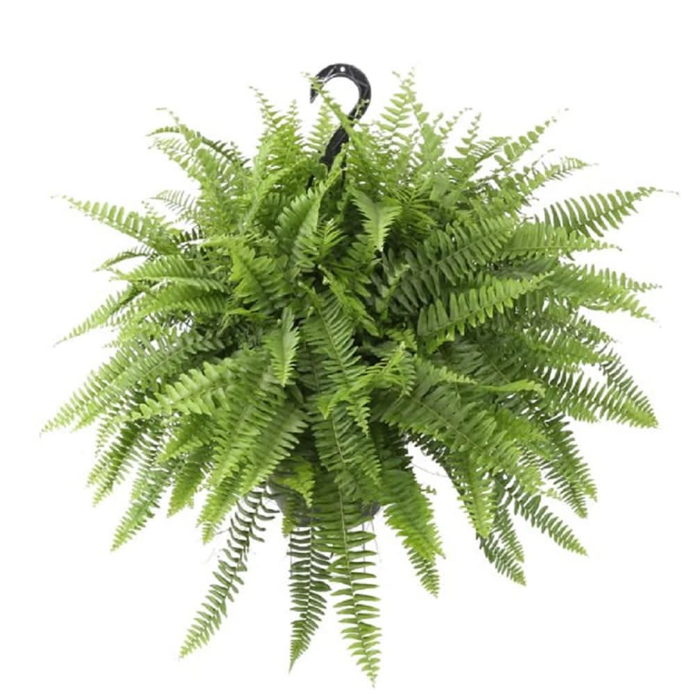 Boston Fern Basket