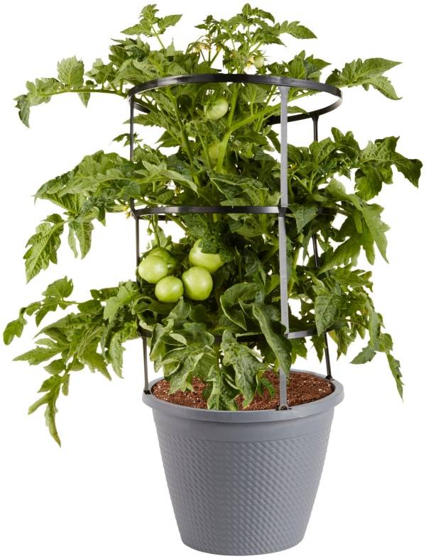 Bonnie Plants Red Beefsteak Tomato 2.5 gal. Cage, Live Plant