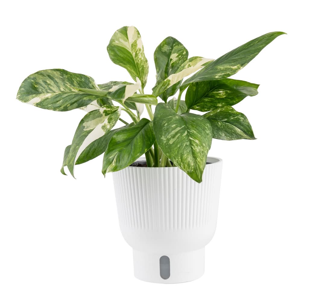 Costa Farms Tropicals Monstera House Plant Delivery Near Me | Order Online  | Uber Eats