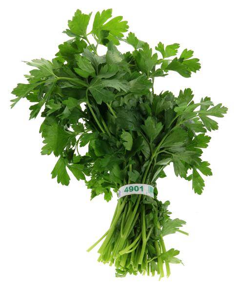Flat Leaf Italian Parsley