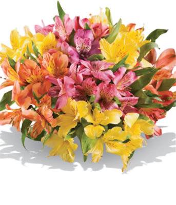 Alstroemeria Warm 7 Stem - Each (Colors May Vary)