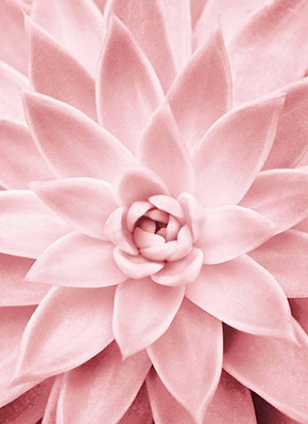 Avanti Card Blank Pink Succulent Close U