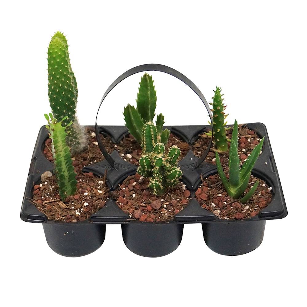Planta cactus natural (6 piezas)