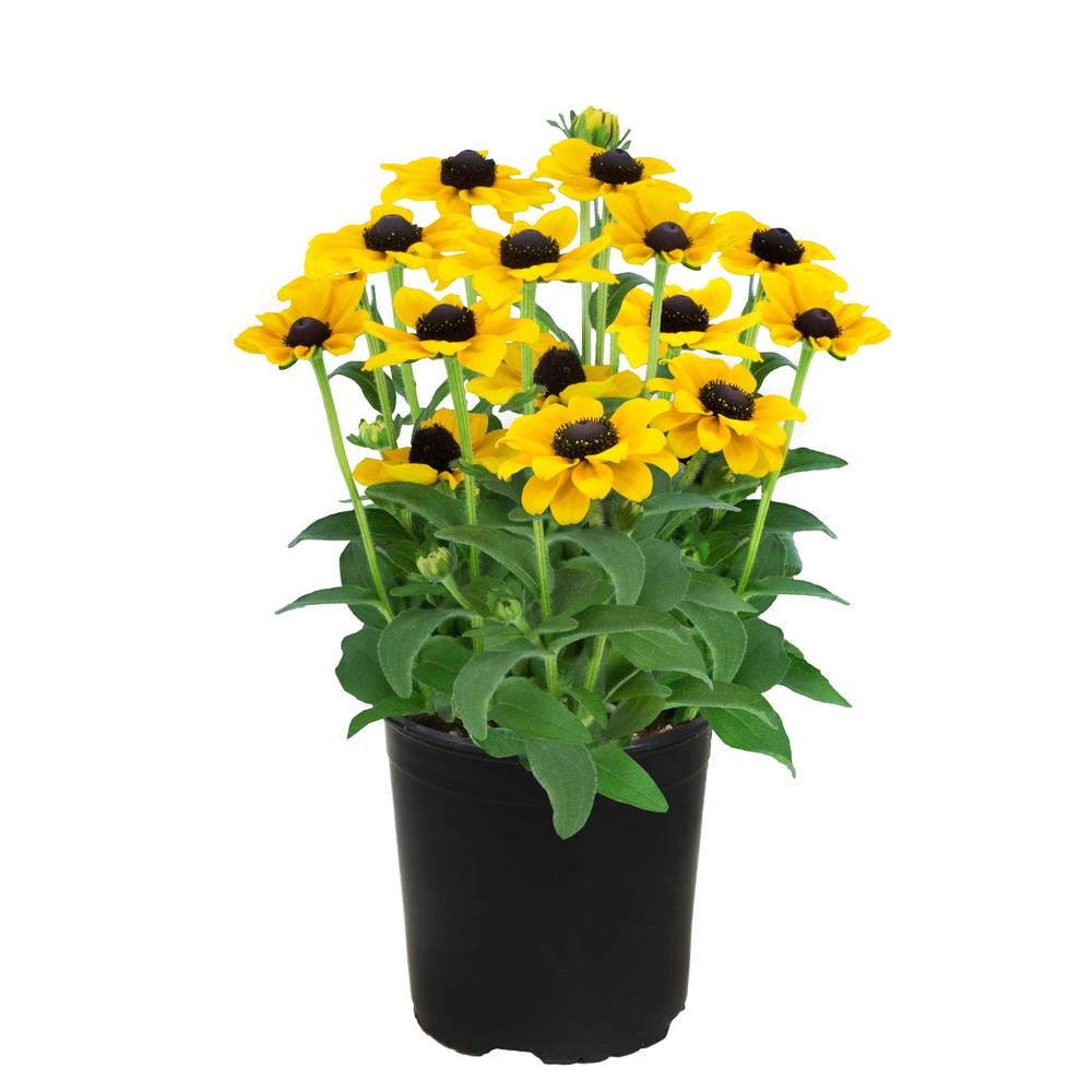 Lowe's Multicolor Black-eyed Susan Plant in 2.5-Quart Pot | NURSERY