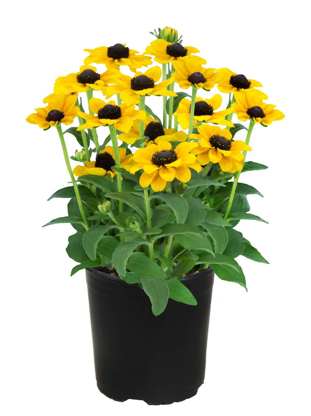 Lowe's Multicolor Black-eyed Susan Plant in 2.5 -Quart Pot | 378783