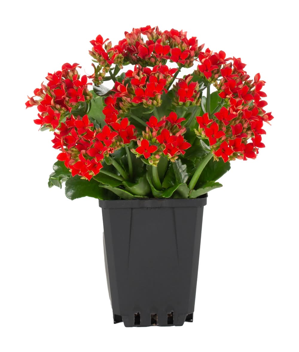 Lowe's 13 Ounce(s) Multicolor Kalanchoe 1 -Pack - Low Maintenance