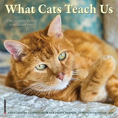 2026 Willow Creek What Cats Teach Us 7 x 7 Monthly Wall Calendar (53829X)