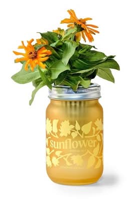 Modern Sprout Sunflower Yellow Pint Jar Grow Kit
