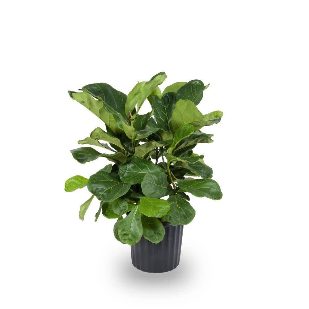 Lowe's Fiddleleaf Fig House Plant in 1.72-Gallon Pot | NURSERY