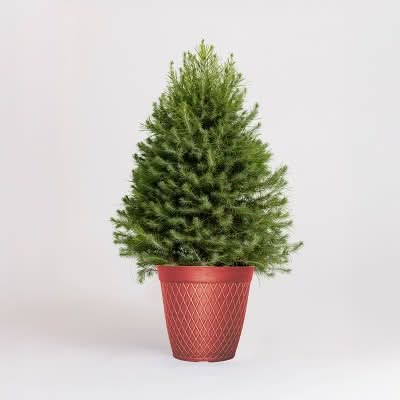 Christmas Tree with 10" Pot - Good Little Garden™