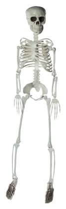 3ft Halloween Skeleton White