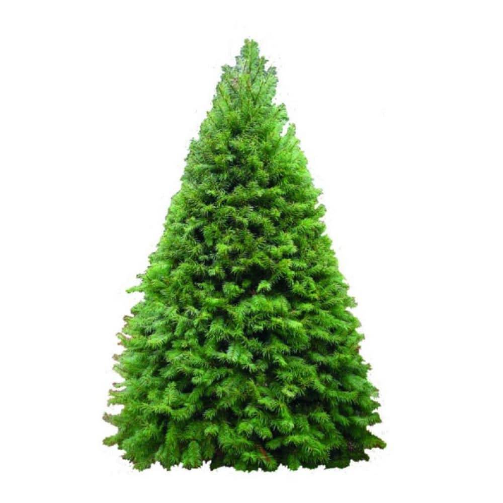 Freshly Cut Live Pseudotsuga Douglas Fir Christmas Tree (4-5 Ft)