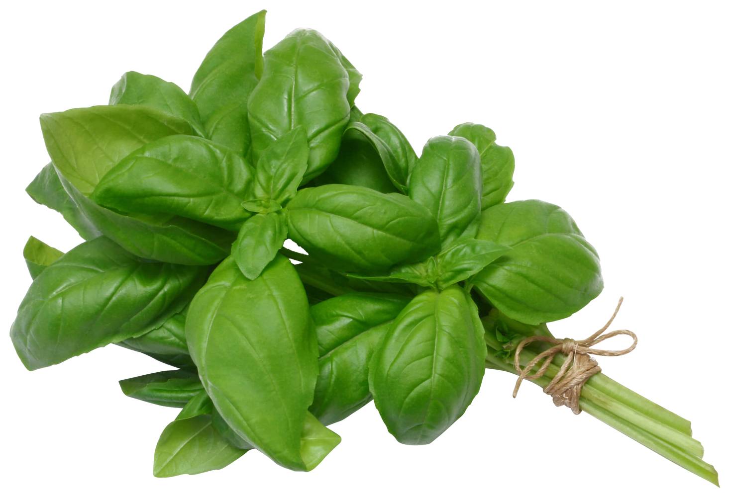 Organic Basil