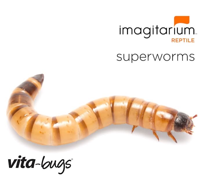 Imagitarium Vita-Bugs Superworms, L (1 lbs, 50 ct)