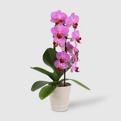 Good Little Garden Live Waterfall Orchid Potted Plant (3 in)