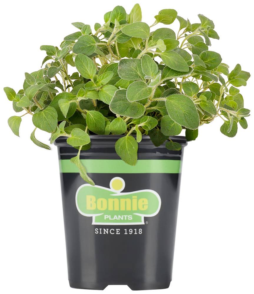 Bonnie Plants 1 -Pack Oregano Plant in Pot