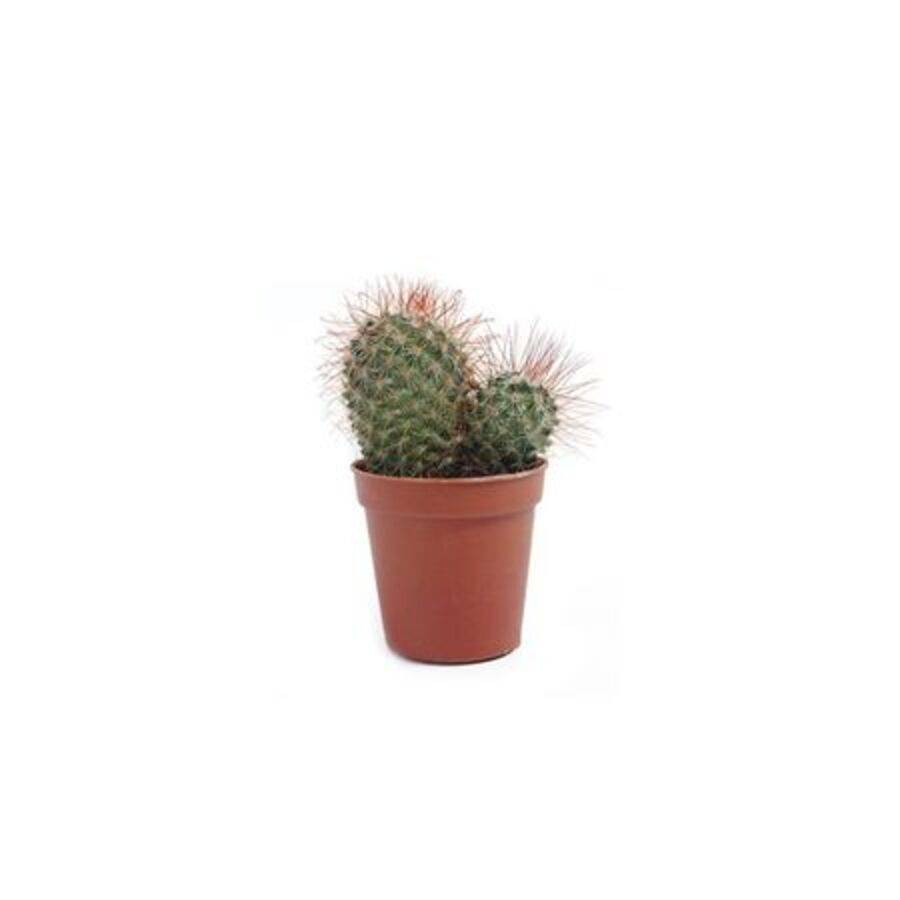 Cactus enxertado (pote 07)