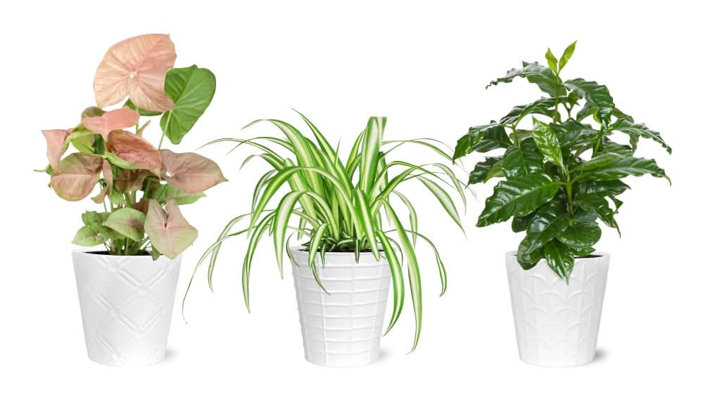 Potted Foliage in Ceramic - Assorted