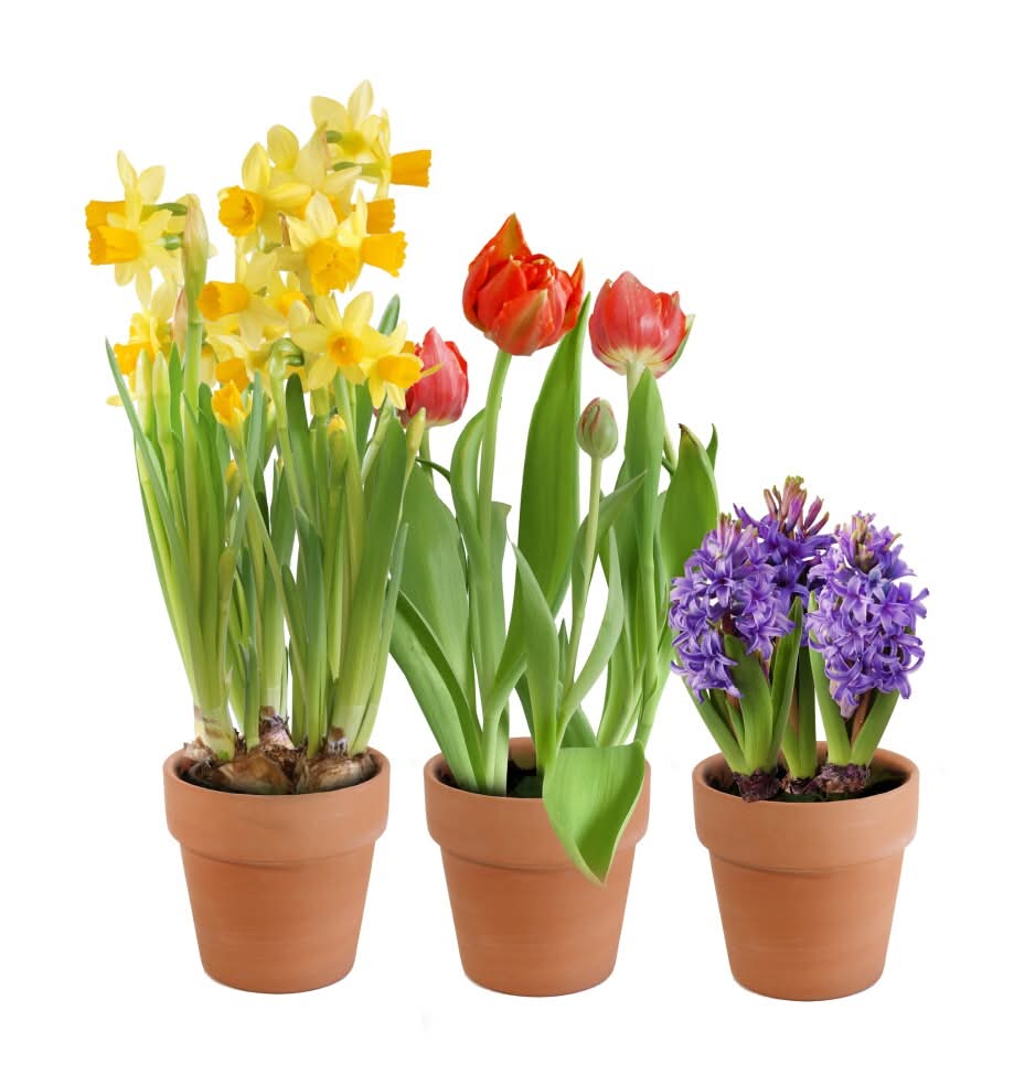 Spring Bulb Asst in Clay Pot