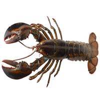 Live Hard Shell Lobster, Selects 2-3 lbs, wild caught (1 Unit per Case)