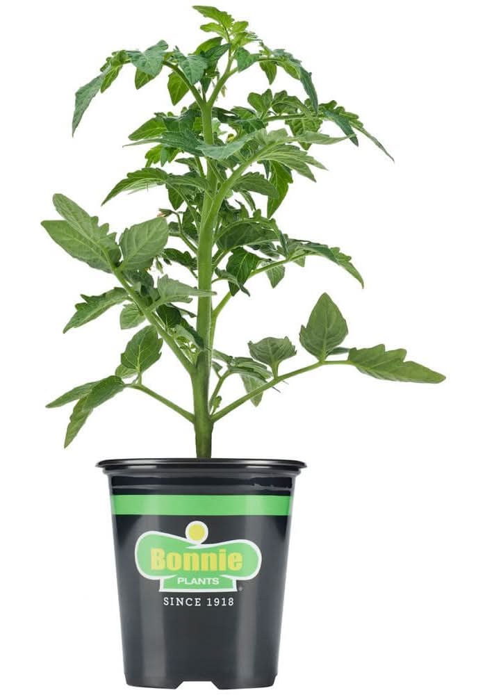 Bonnie Plants 19 Oz. Better Boy Tomato Plant