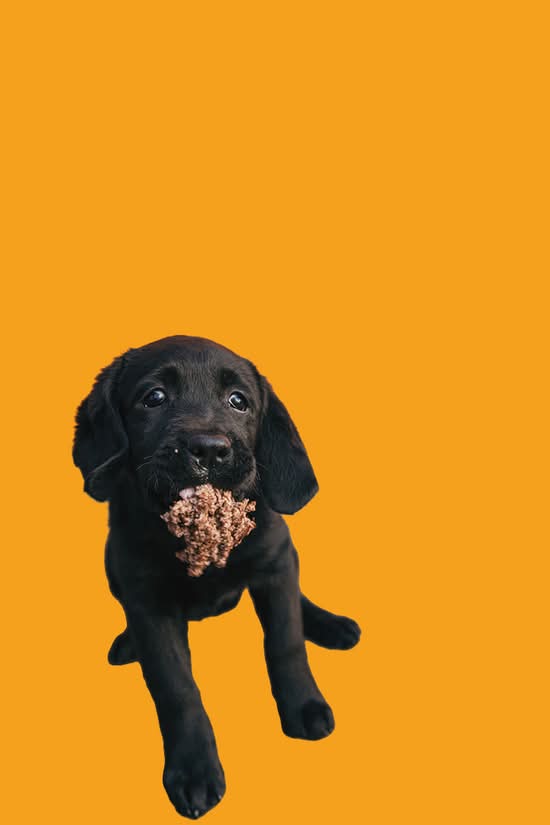 Puppy Patty