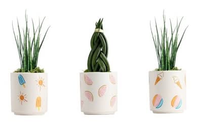 Endless Summer - Good Little Garden™