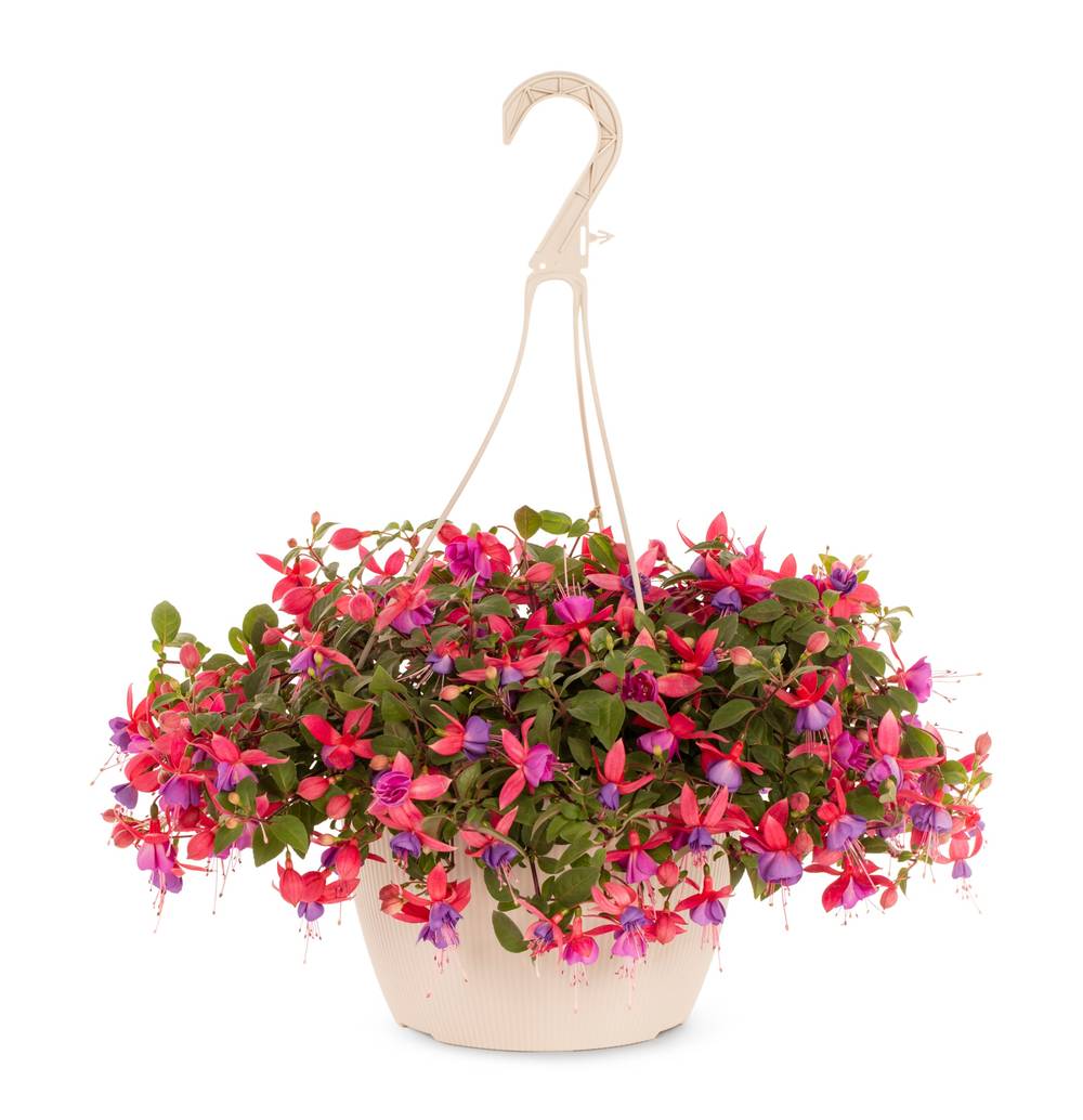 Lowe's Multicolor Fuchsia in 1.5-Gallon Hanging Basket | 84683