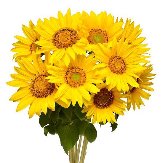 Sunflower Novelty (5 ct)