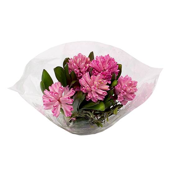 Waitrose & Partners Hyacinths Bunch Flowers