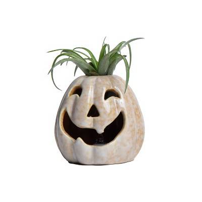 Live Tillandsia Plant in Cream Pumpkin Spirits Planter