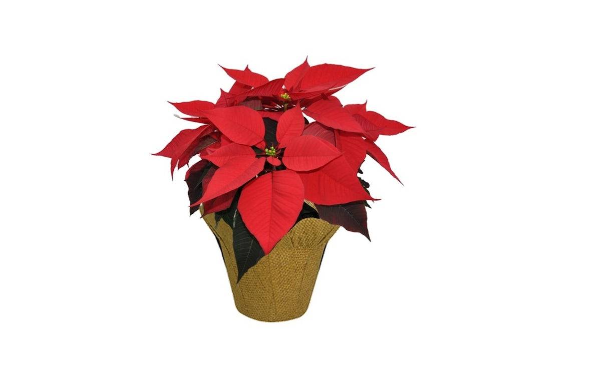 6 inch Poinsettia