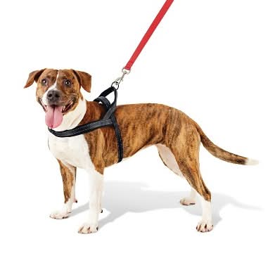 Boots & Barkley No Pull Comfort Dog Harness, L
