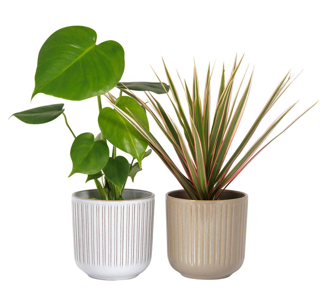 the Floral Collection Foliage In Ceramic (2 ct)