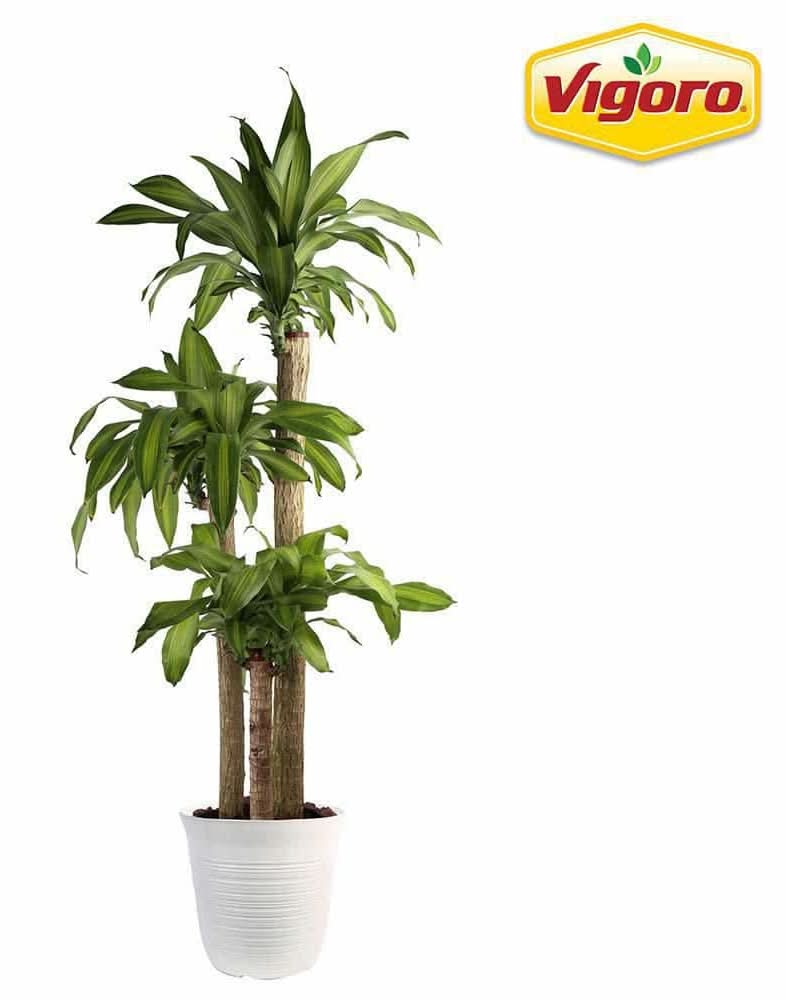 Vigoro Dracaena Mass Dieffenbachia Plant in Plastic Deco Pot Delivery Near  Me | Order Online | Uber Eats