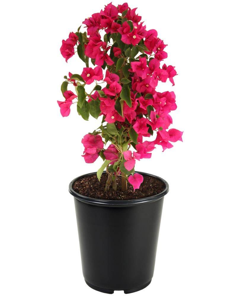 Lowe's Bougainvillea Shrub in 2.5-Quart | NURSERY