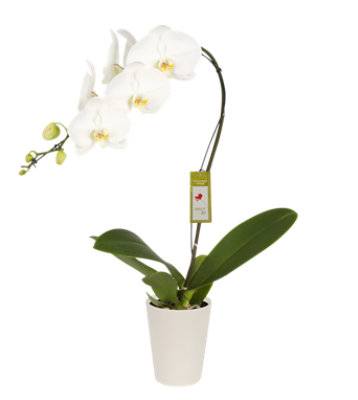 Debi Lilly White Phalaenopsis Orchid 5 Inch In Ceramic - Each