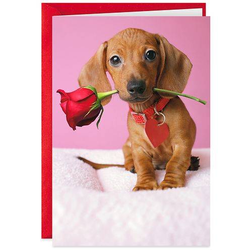 Shoebox Funny Valentine's Day Card (Dachshund) S16 - 1.0 ea