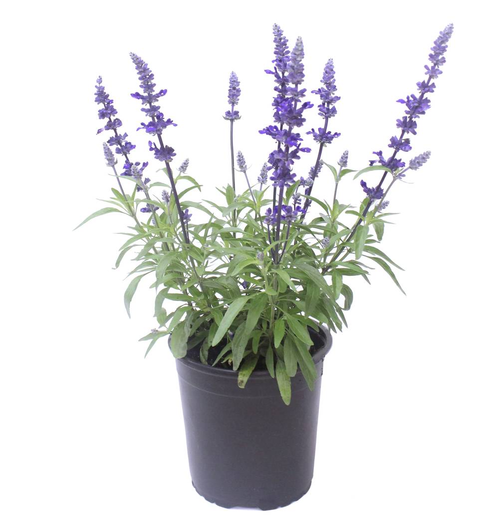 Lowe's Multicolor Salvia Plant in 2.5-Quart Pot | NURSERY