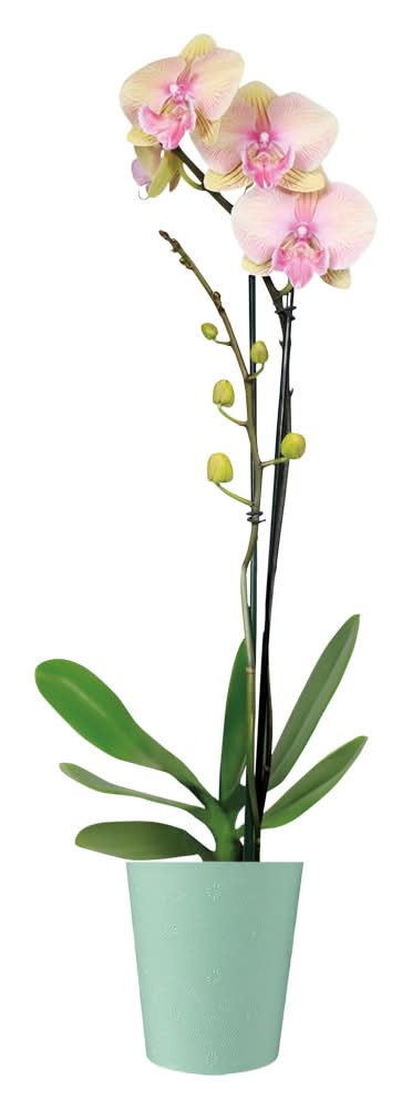 Easy Orchid - 5"