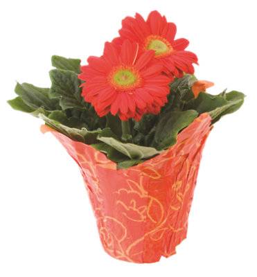 Red Assorted Blooming 6 Inch - Each