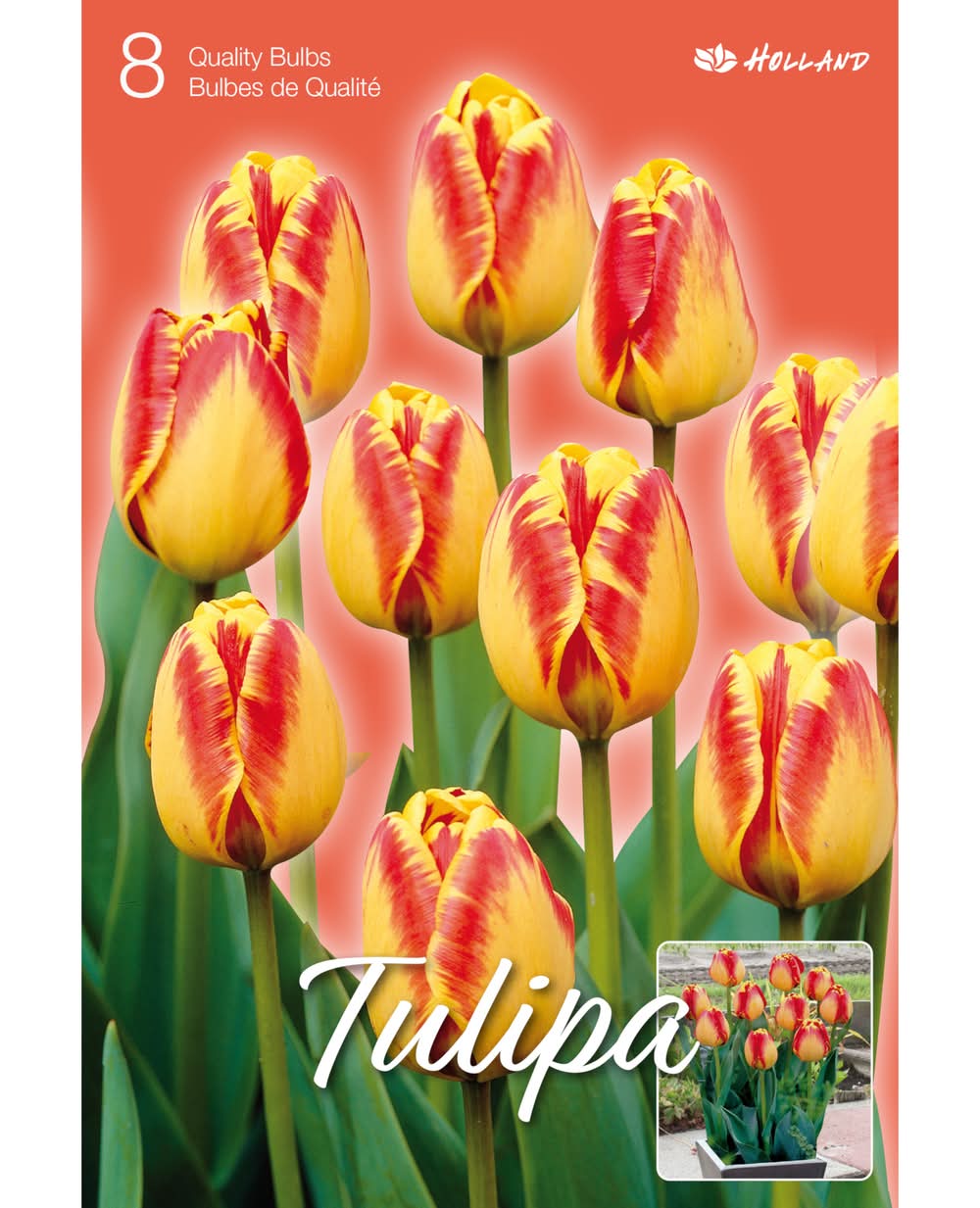 Tulip Bulbs (multi color)