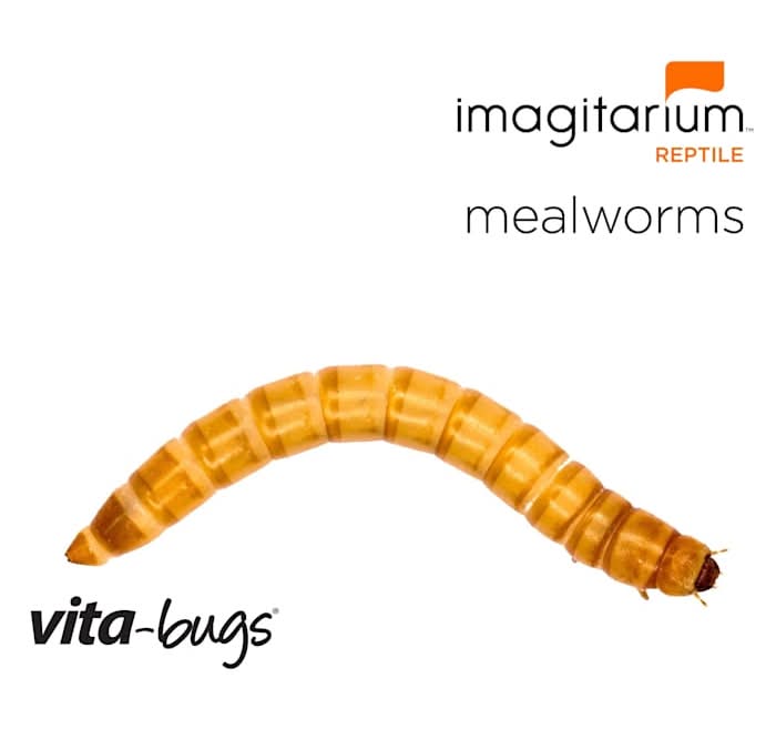 Imagitarium Vita-Bugs Mealworms, L (1 lbs, 100 ct)