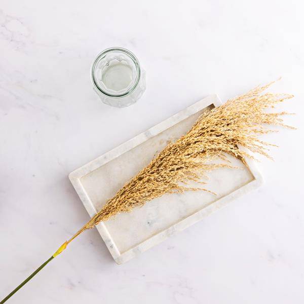 Dried Natural Pampas Stem