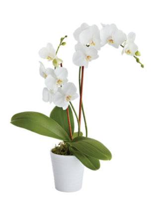 Orchid Waterfall In Premium Pot 5 - EA