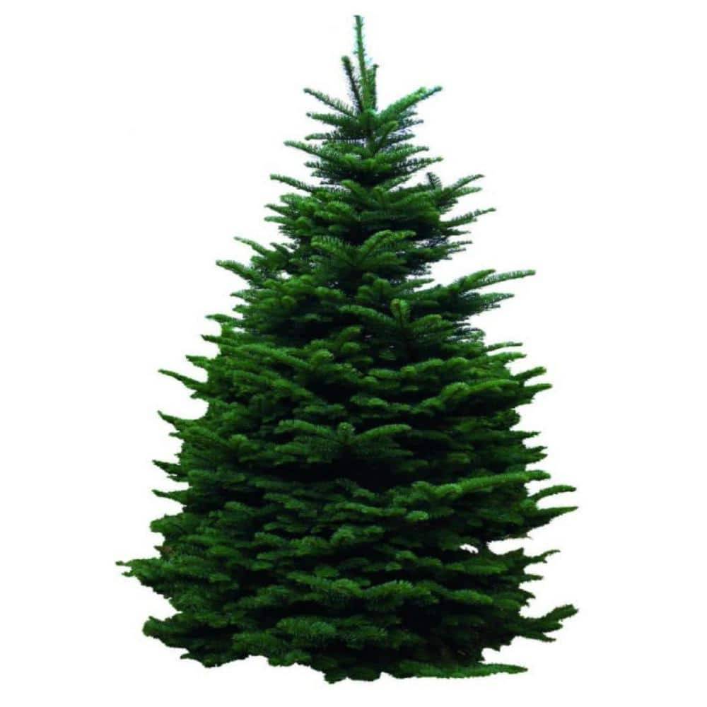 Freshly Cut Live Abies Noble Fir Christmas Tree, 4-5 Ft