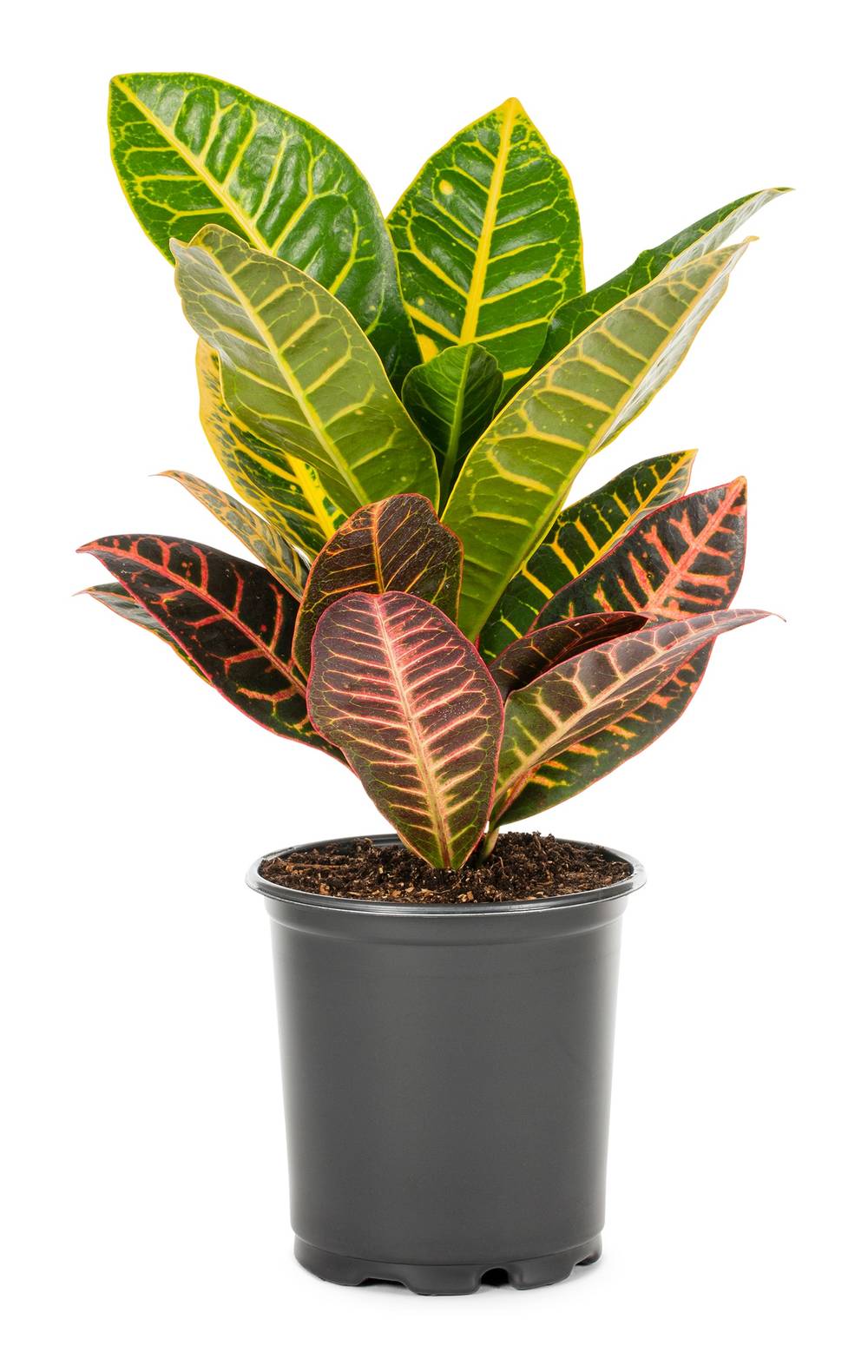 Lowe's Croton Petra Plant in 2.5 -Quart | NURSERY