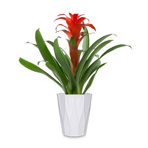 Bromeliad In Upgrade 5-Inch