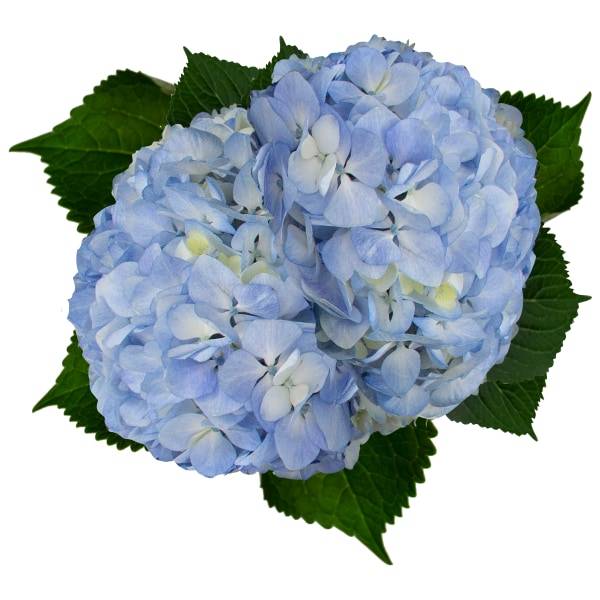 Hydrangea, Bunch