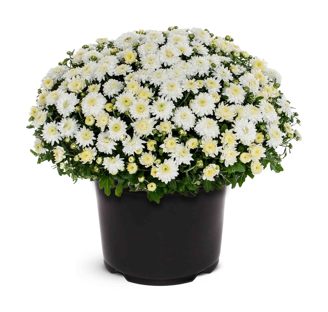 2.5 Quart(s) White Chrysanthemum 1 -Pack